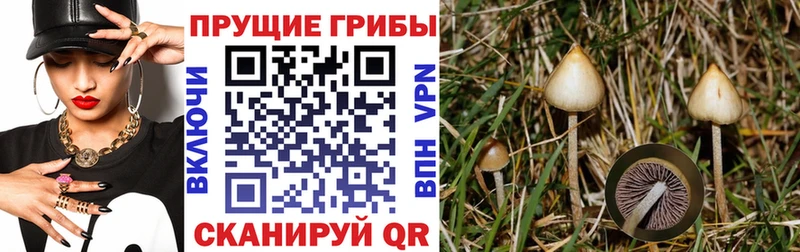 Галлюциногенные грибы Psilocybe  Купить где  Анива 