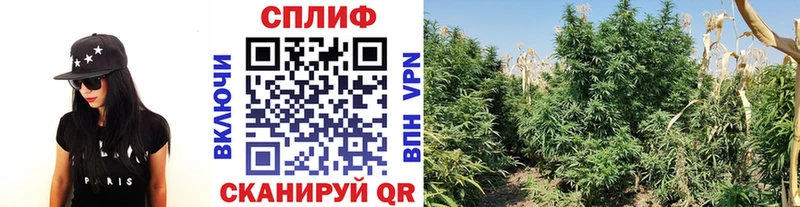 Канабис планчик  Купить закладки  Анива 